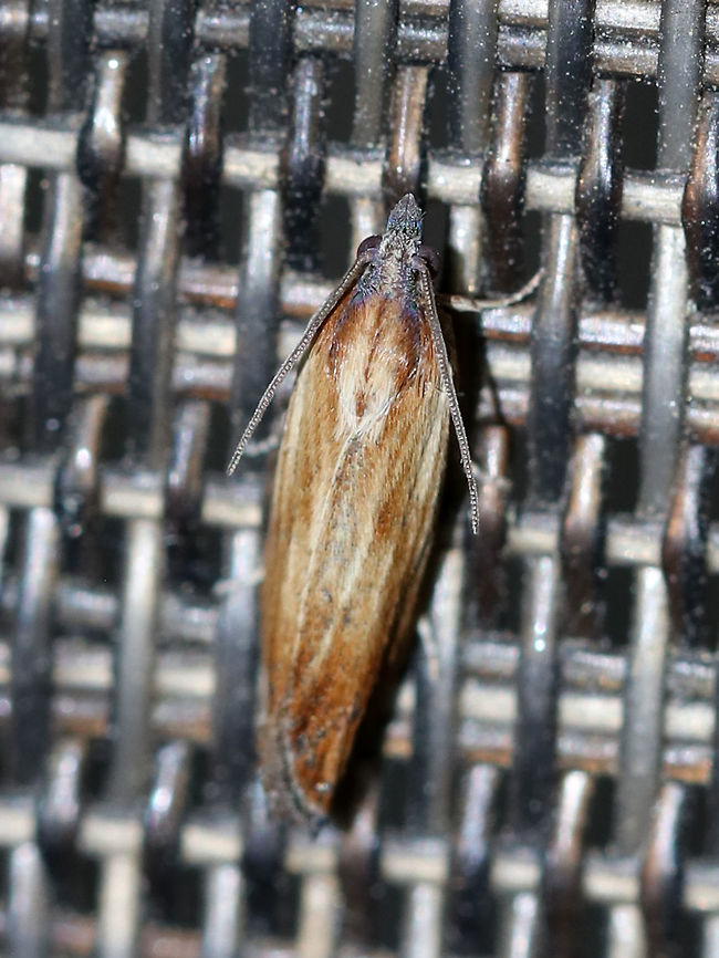 Eucosma umbrastriana TL: ~8 mm. Streaky, straw-colored FW blends to chestnut in ST area. Silvery gray lines mark inner ST area. Hosts are unknown.<br />
<br />
Habitat: Attracted to a blacklight in a semi-rural area.<br />
<br />
*Note: This group represents a complex of nine species:<br />
<br />
Included species: <br />
Eucosma radiatana (Walsingham, 1879)<br />
Eucosma albertana (McDunnough, 1925)<br />
Eucosma essexana (Kearfott, 1907)<br />
Eucosma awemeana (Kearfott, 1907)<br />
Eucosma indeterminana (McDunnough, 1925)<br />
Eucosma umbrastriana (Kearfott, 1907)<br />
Eucosma ferruginana (Fernald, 1882)<br />
Eucosma formosana (Clemens, 1860)<br />
Eucosma altana (McDunnough, 1927)<br />
<br />
( <a href="https://bugguide.net/node/view/112860" rel="nofollow">https://bugguide.net/node/view/112860</a> )<br />
 Eucosma umbrastriana,Geotagged,Spring,United States,eucosma,moth