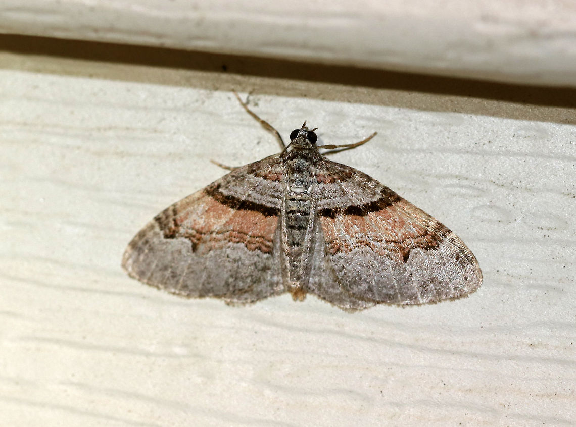 Labrador Carpet - Xanthorhoe labradorensis WD: ~20 mm. Pale gray FW with broad pinkish orange median band. AM line is straight and boldly marked in black.<br />
<br />
Habitat: Attracted to a light in a semi-rural area Geotagged,Labrador carpet moth,Spring,United States,Xanthorhoe,Xanthorhoe labradorensis,moth