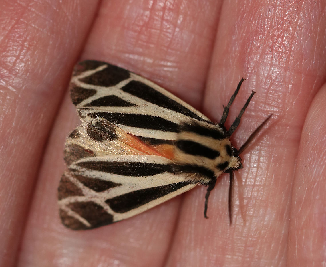Harnessed Tiger Moth - Apantesis phalerata TL: ~ 18 mm. Somewhat variable lines on FW. Hosts: clover, corn, and dandelion<br />
<br />
Habitat: Attracted to a blacklight in a semi-rural area Apantesis,Apantesis phalerata,Geotagged,Harnessed tiger moth,Spring,United States,moth,tiger moth