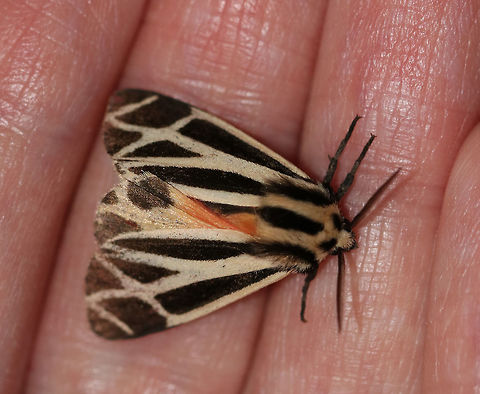 Harnessed Tiger Moth - Apantesis phalerata TL: ~ 18 mm. Somewhat variable lines on FW. Hosts: clover, corn, and dandelion

Habitat: Attracted to a blacklight in a semi-rural area Apantesis,Apantesis phalerata,Geotagged,Harnessed tiger moth,Spring,United States,moth,tiger moth