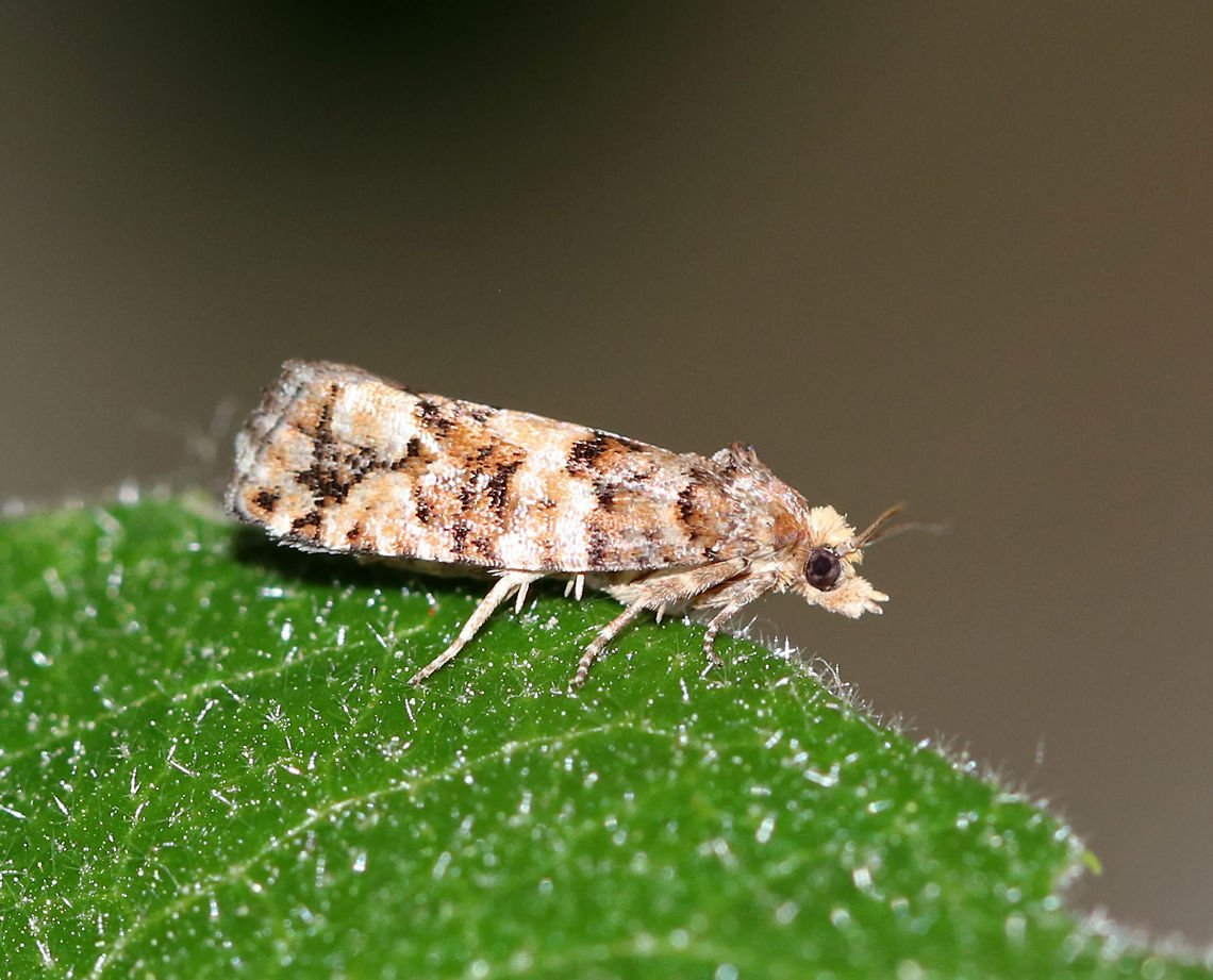 White Pine Cone Borer - Eucopina tocullionana Hosts: Larvae feed on second-year cones of Eastern White Pine (Pinus strobus)<br />
<br />
Habitat: Attracted to a light in a semi-rural area Eucopina,Eucopina tocullionana,Geotagged,Spring,United States,White Pine Cone Borer,moth