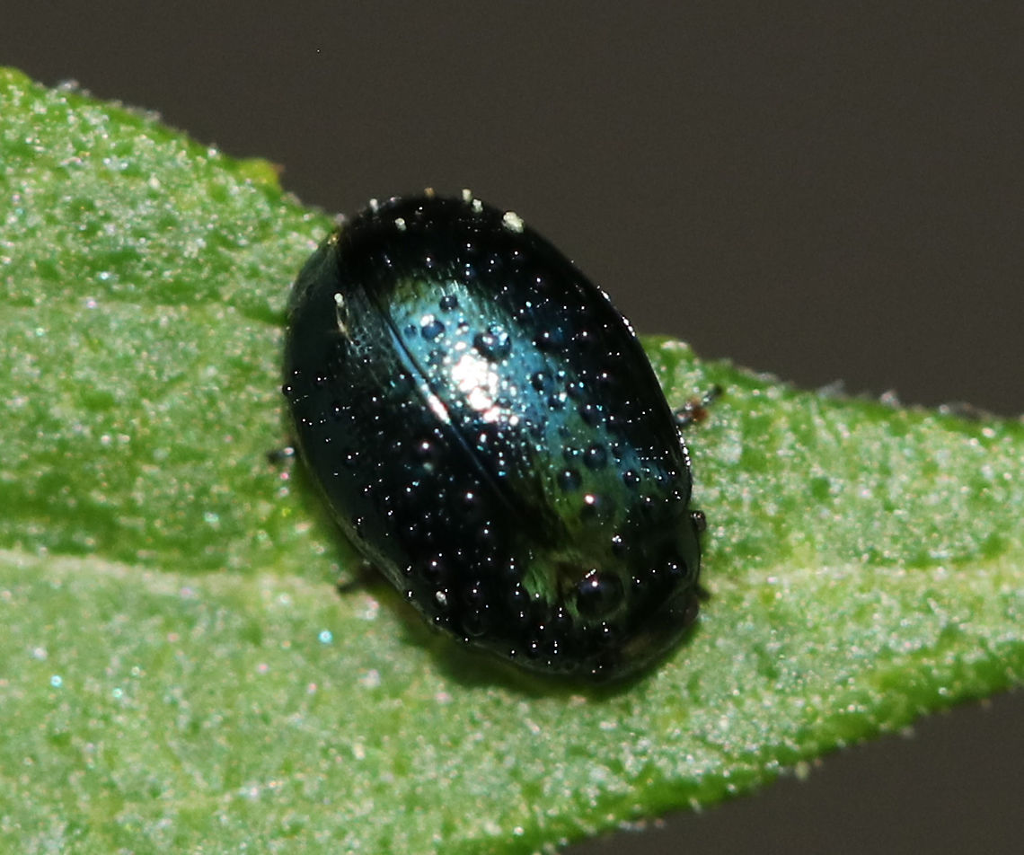 Willow Leaf Beetle - Plagiodera versicolora Sorry for the poor photo, but I'm uploading to show the white "spots" on the elytra, which indeed appear to be debris/pollen/? rather than actual spots that are part of the elytra. <br />
<br />
Habitat: Coniferous swamp (same exact location as original beetle...within feet)<br />
<br />
See original post of beetle photographed about a month earlier:<br />
<figure class="photo"><a href="https://www.jungledragon.com/image/80168/willow_leaf_beetle_-_plagiodera_versicolora.html" title="Willow Leaf Beetle - Plagiodera versicolora"><img src="https://s3.amazonaws.com/media.jungledragon.com/images/3232/80168_thumb.jpg?AWSAccessKeyId=05GMT0V3GWVNE7GGM1R2&Expires=1769040010&Signature=kq7GxwLFjY3jtT2LbOWsoAMVsJ0%3D" width="200" height="174" alt="Willow Leaf Beetle - Plagiodera versicolora Small, shiny green beetle with punctations on the elytra. <br />
<br />
The white spots appear to be some kind of debris...see comments below.<br />
<br />
Habitat: Coniferous swamp Geotagged,Plagiodera versicolora,Spring,United States,Willow Leaf Beetle,beetle" /></a></figure> Geotagged,Plagiodera versicolora,Spring,United States,Willow Leaf Beetle,beetle