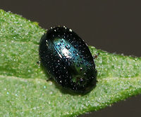 Willow Leaf Beetle - Plagiodera versicolora Sorry for the poor photo, but I'm uploading to show the white "spots" on the elytra, which indeed appear to be debris/pollen/? rather than actual spots that are part of the elytra. <br />
<br />
Habitat: Coniferous swamp (same exact location as original beetle...within feet)<br />
<br />
See original post of beetle photographed about a month earlier:<br />
https://www.jungledragon.com/image/80168/unidentified_beetle.html Geotagged,Plagiodera versicolora,Spring,United States,Willow Leaf Beetle,beetle