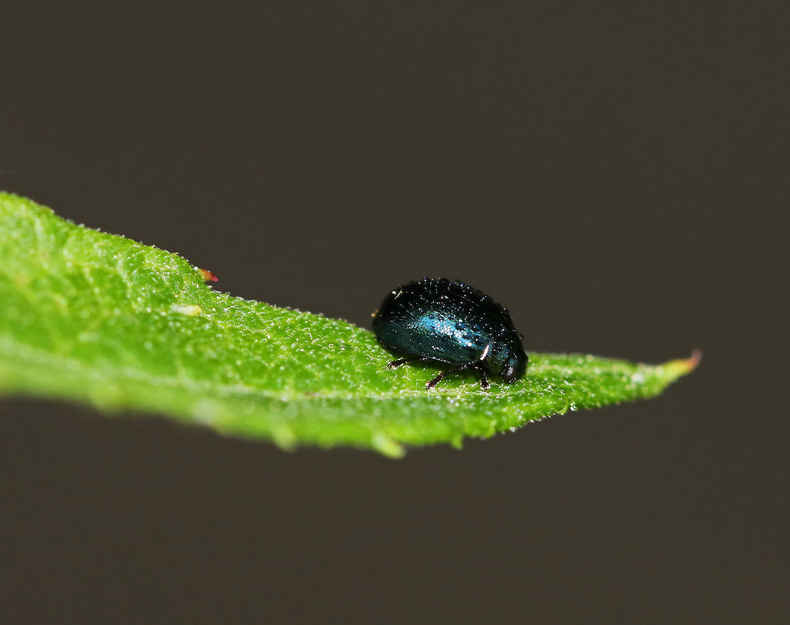 Willow Leaf Beetle - Plagiodera versicolora Small, shiny green beetle with punctations on the elytra<br />
<br />
Habitat: Coniferous swamp<br />
<figure class="photo"><a href="https://www.jungledragon.com/image/80259/willow_leaf_beetle_-_plagiodera_versicolora.html" title="Willow Leaf Beetle - Plagiodera versicolora"><img src="https://s3.amazonaws.com/media.jungledragon.com/images/3232/80259_thumb.jpg?AWSAccessKeyId=05GMT0V3GWVNE7GGM1R2&Expires=1759968010&Signature=MMrF7tC5Njf%2B%2B6yeITSse9iAArU%3D" width="200" height="168" alt="Willow Leaf Beetle - Plagiodera versicolora Sorry for the poor photo, but I&#039;m uploading to show the white &quot;spots&quot; on the elytra, which indeed appear to be debris/pollen/? rather than actual spots that are part of the elytra. <br />
<br />
Habitat: Coniferous swamp (same exact location as original beetle...within feet)<br />
<br />
See original post of beetle photographed about a month earlier:<br />
https://www.jungledragon.com/image/80168/unidentified_beetle.html Geotagged,Plagiodera versicolora,Spring,United States,Willow Leaf Beetle,beetle" /></a></figure><br />
 Geotagged,Plagiodera versicolora,Spring,United States,Willow Leaf Beetle,beetle