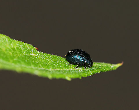 Willow Leaf Beetle - Plagiodera versicolora Small, shiny green beetle with punctations on the elytra

Habitat: Coniferous swamp
https://www.jungledragon.com/image/80259/willow_leaf_beetle_-_plagiodera_versicolora.html
 Geotagged,Plagiodera versicolora,Spring,United States,Willow Leaf Beetle,beetle