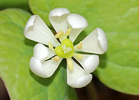 Rheumatism Root - Jeffersonia diphylla One of its common names, twinleaf, suggest that the plant has two leaves, but there are actually more. Each leaf is divided into two nearly separate leaflets. This plant is native to eastern North America and is rare - it's protected as threatened or endangered in several states.<br />
<br />
Native Americans used the root of this plant to make tea for many illnesses. It was also used externally as a wash for rheumatism, sores, and ulcers. But, the plant is probably toxic, so it should be avoided.<br />
<br />
Habitat: Wetland<br />
https://www.jungledragon.com/image/80263/rheumatism_root_-_jeffersonia_diphylla.html<br />
https://www.jungledragon.com/image/80262/rheumatism_root_-_jeffersonia_diphylla.html Geotagged,Jeffersonia diphylla,Spring,Twinleaf,United States