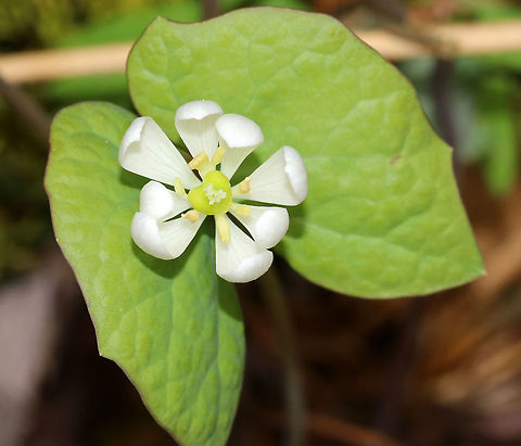 Rheumatism Root - Jeffersonia diphylla One of its common names, twinleaf, suggest that the plant has two leaves, but there are actually more. Each leaf is divided into two nearly separate leaflets. I was too early to see the flowers, but each plant produces a single white flower. This plant is native to eastern North America and is rare - it's protected as threatened or endangered in several states.

Native Americans used the root of this plant to make tea for many illnesses. It was also used externally as a wash for rheumatism, sores, and ulcers. But, the plant is probably toxic, so it should be avoided.

Habitat: Wetland

https://www.jungledragon.com/image/80261/rheumatism_root_-_jeffersonia_diphylla.html
https://www.jungledragon.com/image/80263/rheumatism_root_-_jeffersonia_diphylla.html
 Geotagged,Jeffersonia diphylla,Spring,Twinleaf,United States