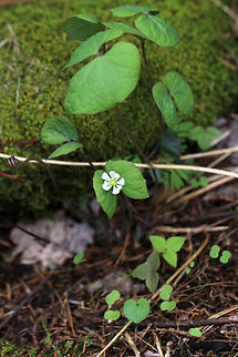 Rheumatism Root - Jeffersonia diphylla It was interesting that the larger leaves/plants didn't have any flowers, but the little one did.

One of its common names, twinleaf, suggest that the plant has two leaves, but there are actually more. Each leaf is divided into two nearly separate leaflets. I was too early to see the flowers, but each plant produces a single white flower. This plant is native to eastern North America and is rare - it's protected as threatened or endangered in several states.

Native Americans used the root of this plant to make tea for many illnesses. It was also used externally as a wash for rheumatism, sores, and ulcers. But, the plant is probably toxic, so it should be avoided.

Habitat: Wetland
https://www.jungledragon.com/image/80261/rheumatism_root_-_jeffersonia_diphylla.html
https://www.jungledragon.com/image/80262/rheumatism_root_-_jeffersonia_diphylla.html Geotagged,Jeffersonia diphylla,Spring,Twinleaf,United States