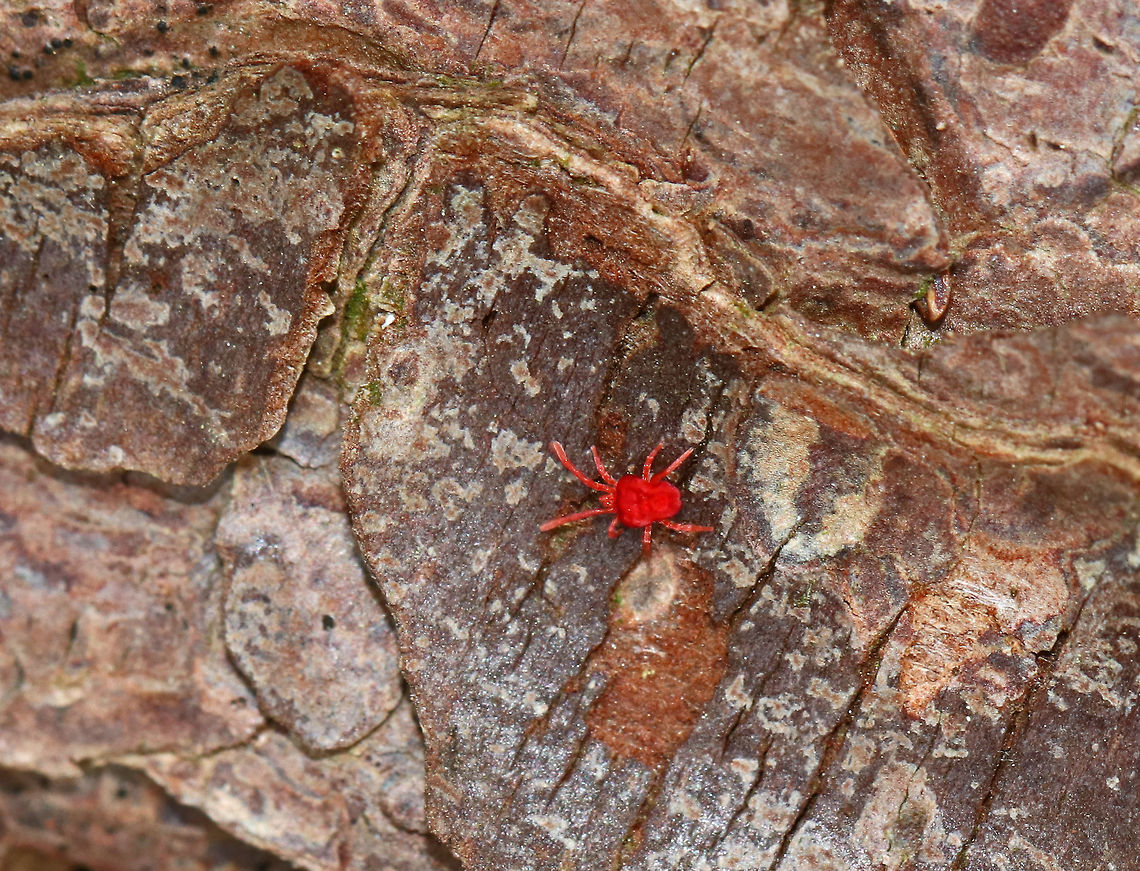 Red Velvet Mite - Family Trombidiidae Small, bright red mite that has some pretty unique behaviors. For example....to initiate the process of mating, the male builds a ''love garden'' by placing sperm on grass and twigs. He also constructs a trail to lead a female to his love garden, where he will wait for the interested female to arrive. Family Trombidiidae,Geotagged,Red Velvet Mite,Spring,Trombidiidae,United States,mite,red mite
