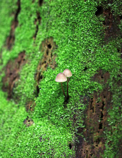 Mushrooms - Mycena sp. Small, tan mushrooms with a slight pink tint. The mushrooms were lovely, but were a bit overshadowed by the brilliant green moss!

Habitat: Growing out of a rotten, mossy stump in a coniferous swamp.
https://www.jungledragon.com/image/80267/mushrooms_-_mycena_sp.html
https://www.jungledragon.com/image/80266/mushrooms_-_mycena_sp.html Geotagged,Spring,United States,fungus,mushrooms,mycena