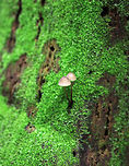 Mushrooms - Mycena sp. Small, tan mushrooms with a slight pink tint. The mushrooms were lovely, but were a bit overshadowed by the brilliant green moss!<br />
<br />
Habitat: Growing out of a rotten, mossy stump in a coniferous swamp.<br />
https://www.jungledragon.com/image/80267/mushrooms_-_mycena_sp.html<br />
https://www.jungledragon.com/image/80266/mushrooms_-_mycena_sp.html Geotagged,Spring,United States,fungus,mushrooms,mycena