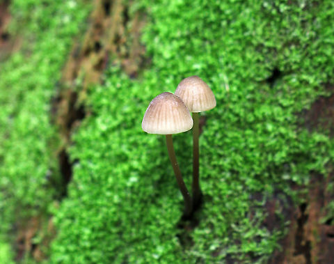 Mushrooms - Mycena sp. Small, tan mushrooms with a slight pink tint. The mushrooms were lovely, but were a bit overshadowed by the brilliant green moss!

Habitat: Growing out of a rotten, mossy stump in a coniferous swamp.
https://www.jungledragon.com/image/80265/mushrooms_-_mycena_sp.html
https://www.jungledragon.com/image/80267/mushrooms_-_mycena_sp.html Geotagged,Spring,United States