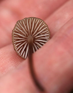 Mushrooms - Mycena sp. Small, tan mushrooms with a slight pink tint. The mushrooms were lovely, but were a bit overshadowed by the brilliant green moss!

Habitat: Growing out of a rotten, mossy stump in a coniferous swamp.
https://www.jungledragon.com/image/80265/mushrooms_-_mycena_sp.html
https://www.jungledragon.com/image/80266/mushrooms_-_mycena_sp.html Geotagged,Spring,United States