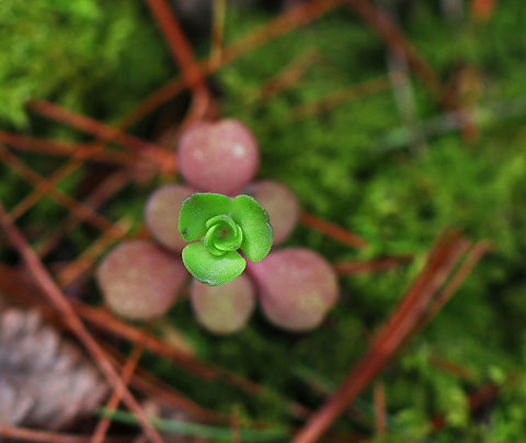 Woodland Stonecrop - Sedum ternatum Woodland Stonecrop has beautiful white flowers, which bloom April to May. 

The common name of "stonecrop" refers to its ability to thrive on boulders, where its succulent leaves help it to retain moisture in shallow soil.

Habitat: Bog Geotagged,Sedum ternatum,Spring,United States,Woodland stonecrop,sedum,stonecrop