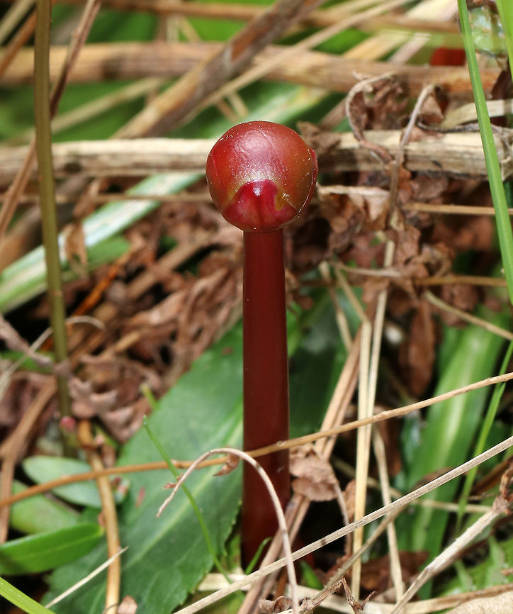 Northern Pitcher Plant Bud- Sarracenia purpurea Tiny buds were starting to pop up last month. They are in bloom now :).<br />
<br />
A carnivorous plant with one large, purplish-red flower on the top of a leafless stalk rising above a rosette of tubular leaves. Flowers are 2 inches in size and have 5 petals.<br />
<br />
Habitat: Bog Geotagged,Purple pitcher plant,Sarracenia purpurea,Spring,United States