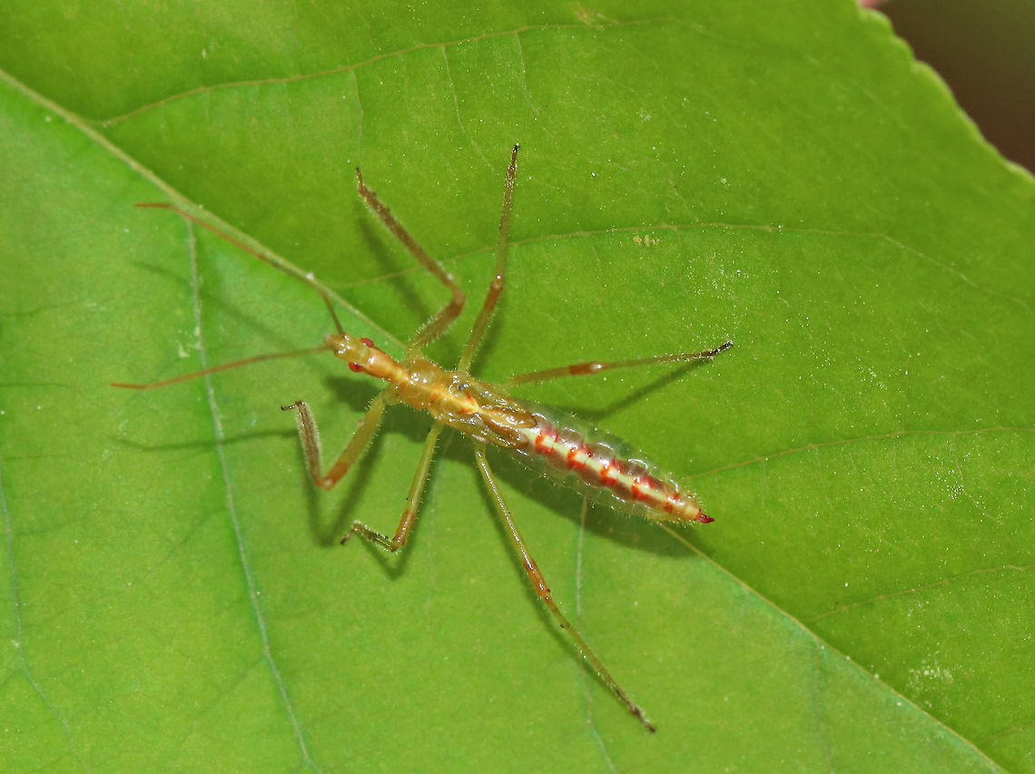 Pale Green Assassin Bug Nymph - Zelus luridus As the common name implies, this assassin bug is pale green :). It had wing buds and a dorsal stripe.<br />
<br />
Habitat: Coniferous forest Geotagged,Pale Green Assassin Bug Nymph,Spring,United States,Zelus luridus nymph,nymph