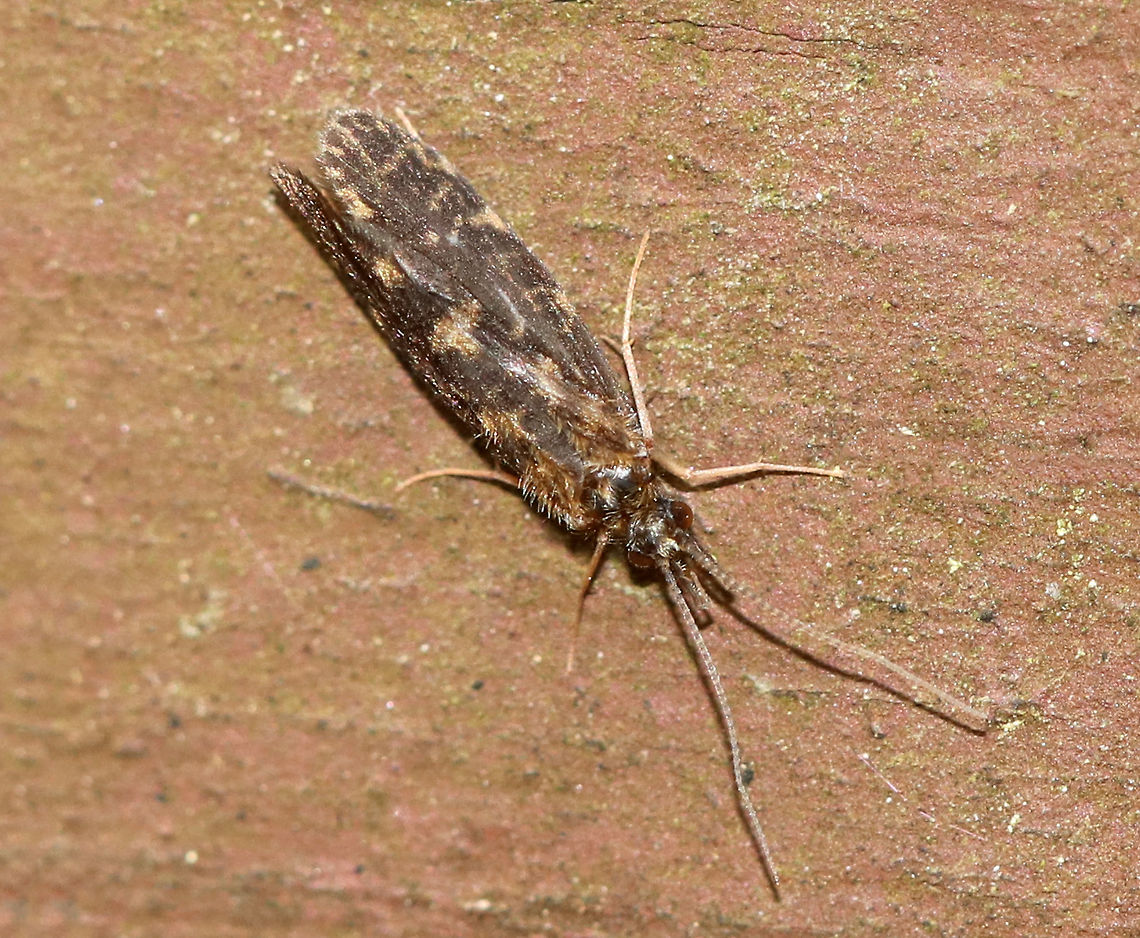 Microcaddisfly - Family Hydroptilidae Brown, fuzzy caddisfly with lighter brown/golden splotches.<br />
<br />
Habitat: Coniferous swamp Family Hydroptilidae,Geotagged,Hydroptilidae,Spring,United States,caddisfly,microcaddisfly