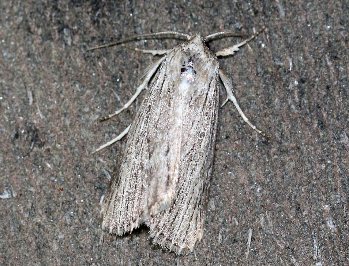 Fine-lined Sallow - Catabena lineolata <br />
Habitat: Attracted to a light in a semi-rural area Catabena lineolata,Fine-lined Sallow,Geotagged,Moth,Spring,United States