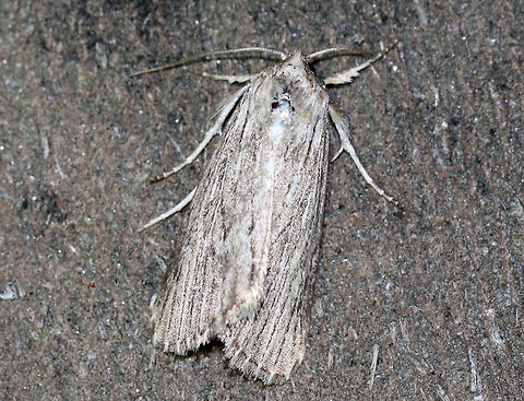 Fine-lined Sallow - Catabena lineolata 
Habitat: Attracted to a light in a semi-rural area Catabena lineolata,Fine-lined Sallow,Geotagged,Moth,Spring,United States