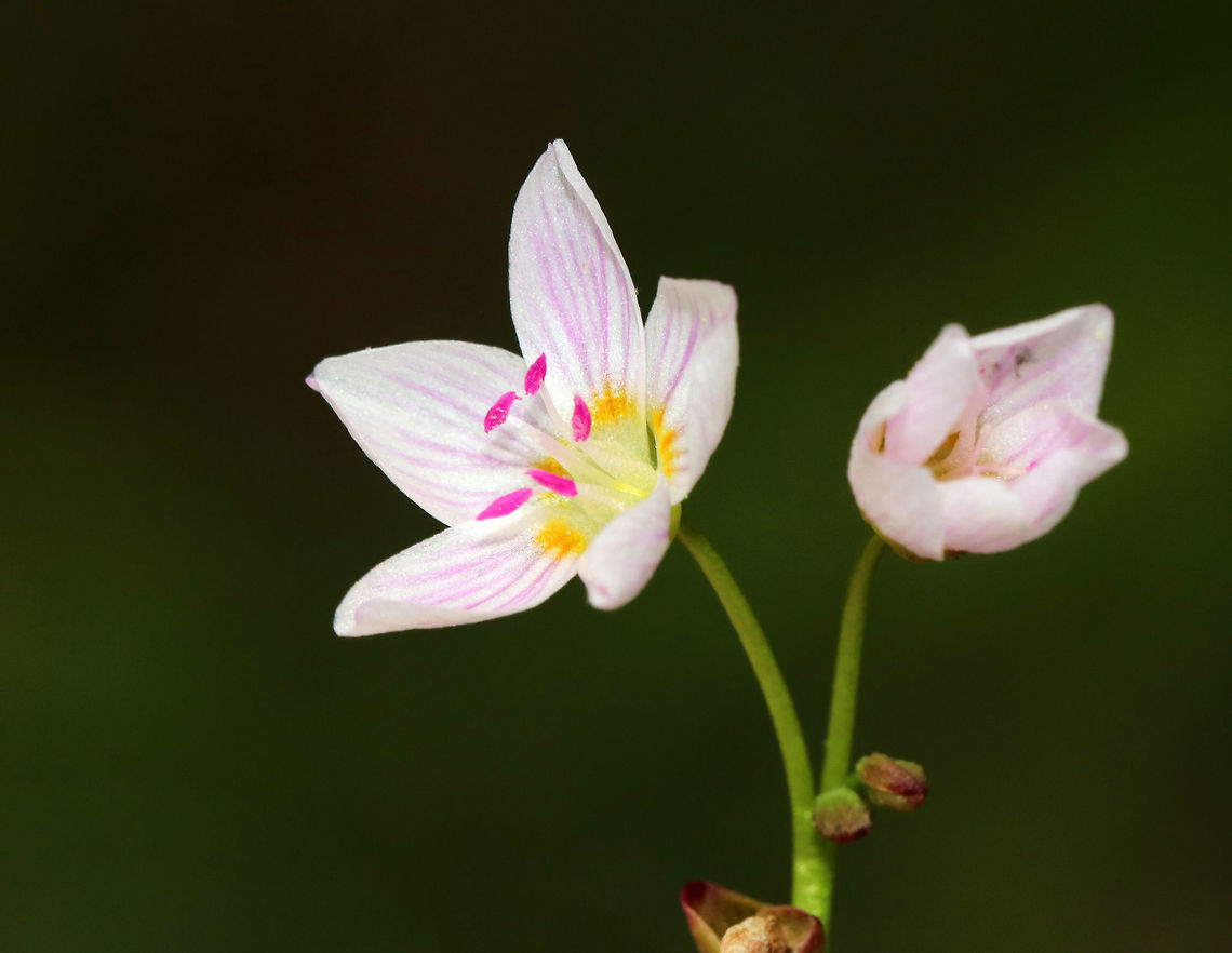 Spring Beauty - Claytonia virginica <br />
Low plant with clusters of white flowers that are striped with pink. Flowers have 5 petals with 5 stamens and pink anthers. <br />
<br />
This plant grows from a underground tuber, which early American colonists and Native Americans used for food. The tubers have a sweet, chestnut-like flavor. <br />
<br />
Habitat: Deciduous forest Claytonia virginica,Eastern spring beauty,Geotagged,Spring,United States