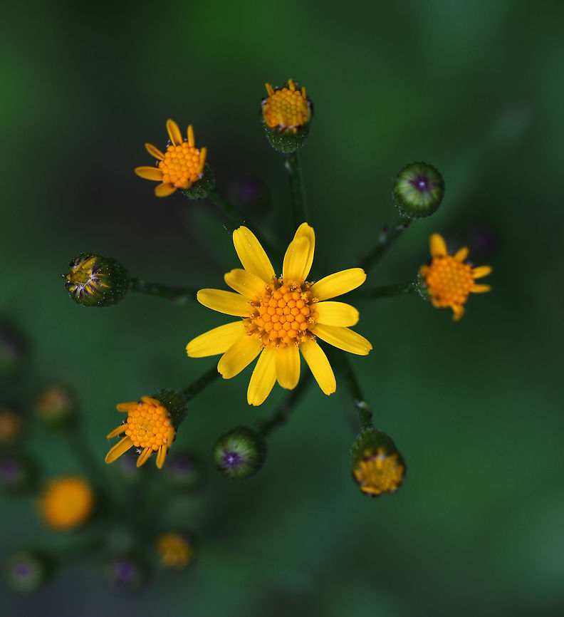 Golden Ragwort - Senecio aureus Flower heads are yellow and about 2 cm wide with 8-12 rays. Leaves are basal, long-stalked, and heart-shaped. <br />
<br />
Habitat: Growing in a deciduous forest Geotagged,Golden ragwort,Packera aurea,Spring,United States