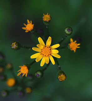 Golden Ragwort - Senecio aureus Flower heads are yellow and about 2 cm wide with 8-12 rays. Leaves are basal, long-stalked, and heart-shaped. 

Habitat: Growing in a deciduous forest Geotagged,Golden ragwort,Packera aurea,Spring,United States