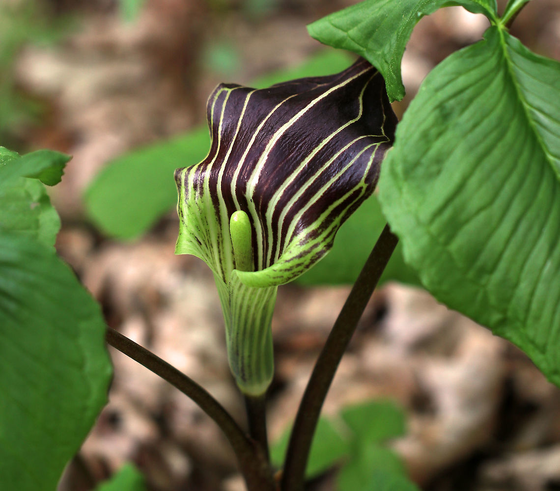 Jack in the Pulpit - Arisaema triphyllum <br />
This plant has one to two large, glossy leaves divided into three leaflets. The flower occurs on a separate stalk at the same height as the leaves. It is a large, cylindrical, hooded flower that is green with brown stripes (spathe- &quot;the pulpit&quot;) with a club-shaped spadix (&quot;Jack&quot;). Color variations do exist for this plant.<br />
<br />
This plant has a strong, unpleasant taste, which causes a burning reaction if eaten raw. However, Native Americans gathered the corms for food.<br />
<br />
Habitat: Deciduous forest Arisaema triphyllum,Geotagged,Jack-in-the-pulpit,Spring,United States