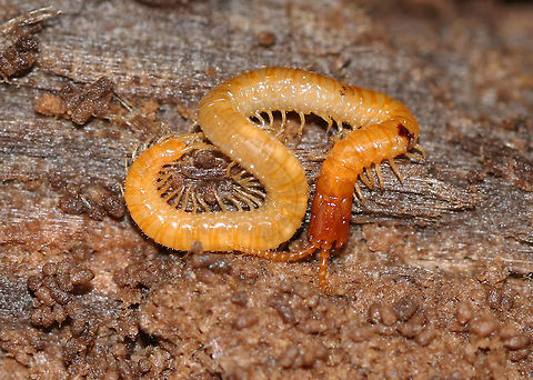 Soil Centipede - Order Geophilomorpha I usually see red soil centipedes, not orange ones. So, I'm not yet sure what this one is.

Habitat: Under rotting wood in a deciduous forest. Arctogeophilus umbraticus,Eastern Saw-toothed Centipede,Geophilomorpha,Geotagged,Spring,United States,centipede
