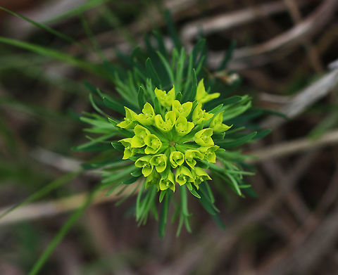 Cypress Spurge - Euphorbia cyparissias The petal-like bracts were green, and the plant had small, linear leaves. When mature, the fruit of this plant explodes, which spreads the seeds up to 16 ft. 

Habitat Meadow with sandy soil
https://www.jungledragon.com/image/80334/cypress_spurge_-_euphorbia_cyparissias.html Cypress spurge,Euphorbia cyparissias,Geotagged,Spring,United States