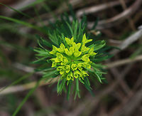 Cypress Spurge - Euphorbia cyparissias The petal-like bracts were green, and the plant had small, linear leaves. When mature, the fruit of this plant explodes, which spreads the seeds up to 16 ft. <br />
<br />
Habitat Meadow with sandy soil<br />
https://www.jungledragon.com/image/80334/cypress_spurge_-_euphorbia_cyparissias.html Cypress spurge,Euphorbia cyparissias,Geotagged,Spring,United States