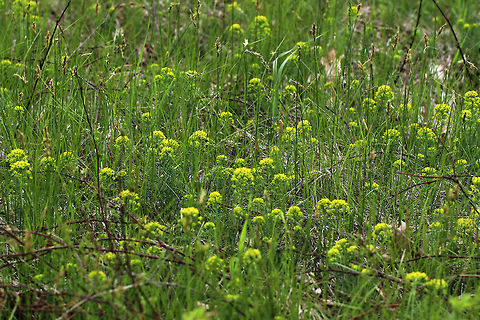 Cypress Spurge - Euphorbia cyparissias The petal-like bracts were green, and the plant had small, linear leaves. When mature, the fruit of this plant explodes, which spreads the seeds up to 16 ft. 

Habitat Meadow with sandy soil
https://www.jungledragon.com/image/80331/cypress_spurge_-_euphorbia_cyparissias.html
 Cypress spurge,Euphorbia cyparissias,Geotagged,Spring,United States