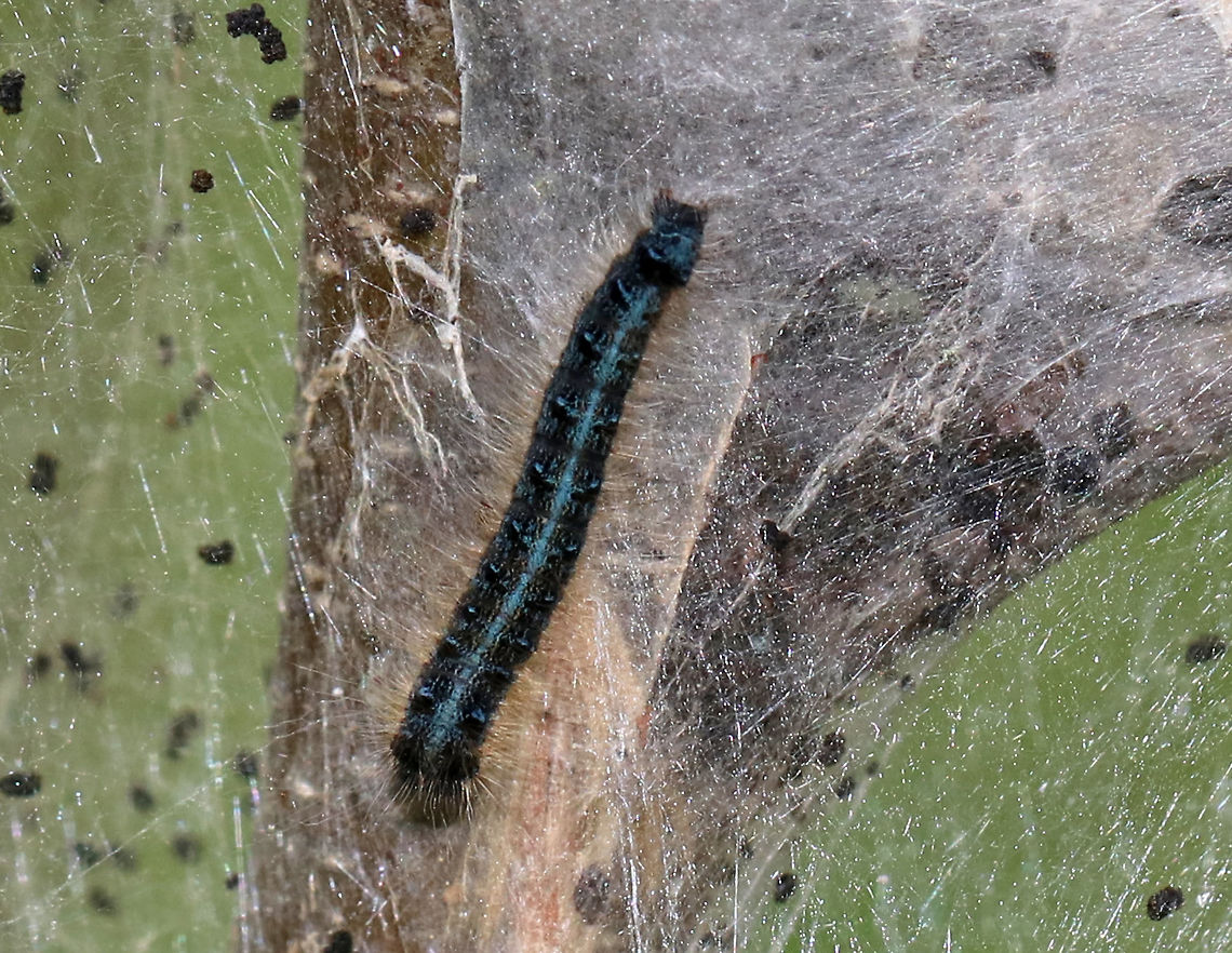 Eastern Tent Caterpillar - Malacosoma americanum This appears to be an unusually colored Malacosoma americanum caterpillar. It was really blue and had mostly white and pale tan hairs. <br />
<br />
Habitat: Deciduous forest Eastern tent caterpillar,Geotagged,Malacosoma americanum,Spring,United States,caterpillar