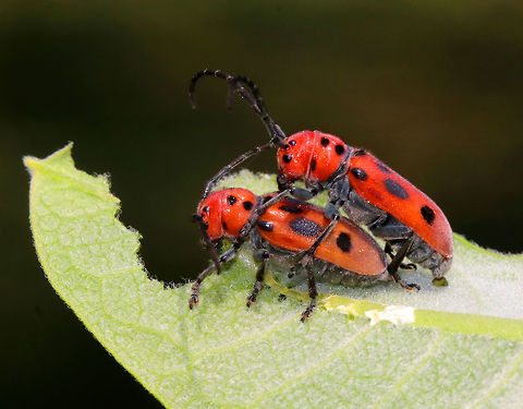 Red Milkweed Beetles - Tetraopes tetrophthalmus The male (on top) was multitasking: he was guarding the female and pooping, while she was busy eating.

The scientific name is derived from the Ancient Greek for "four eyes." Many longhorn beetles have antennae that are situated very near the eye. However, in the red milkweed beetle, this adaptation has been carried to an extreme: the bases of the antennae actually bisect the eye. Odd, but interesting.

Habitat: Milkweed growing beside a pond
https://www.jungledragon.com/image/80361/red_milkweed_beetles_-_tetraopes_tetrophthalmus.html Geotagged,Red milkweed beetle,Spring,Tetraopes,Tetraopes tetrophthalmus,United States,beetle,beetles