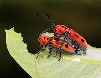 Red Milkweed Beetles - Tetraopes tetrophthalmus The male (on top) was multitasking: he was guarding the female and pooping, while she was busy eating.<br />
<br />
The scientific name is derived from the Ancient Greek for "four eyes." Many longhorn beetles have antennae that are situated very near the eye. However, in the red milkweed beetle, this adaptation has been carried to an extreme: the bases of the antennae actually bisect the eye. Odd, but interesting.<br />
<br />
Habitat: Milkweed growing beside a pond<br />
https://www.jungledragon.com/image/80361/red_milkweed_beetles_-_tetraopes_tetrophthalmus.html Geotagged,Red milkweed beetle,Spring,Tetraopes,Tetraopes tetrophthalmus,United States,beetle,beetles