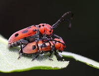 Red Milkweed Beetles - Tetraopes tetrophthalmus The male (on top) was multitasking: he was guarding the female and pooping, while she was busy eating.<br />
<br />
The scientific name is derived from the Ancient Greek for "four eyes." Many longhorn beetles have antennae that are situated very near the eye. However, in the red milkweed beetle, this adaptation has been carried to an extreme: the bases of the antennae actually bisect the eye. Odd, but interesting.<br />
<br />
Habitat: Milkweed growing beside a pond<br />
https://www.jungledragon.com/image/80360/red_milkweed_beetles_-_tetraopes_tetrophthalmus.html Geotagged,Red milkweed beetle,Spring,Tetraopes tetrophthalmus,United States