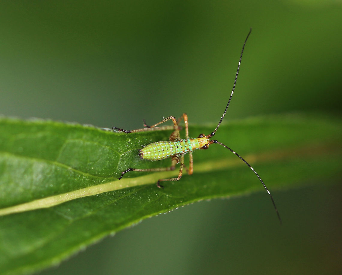 Fork-tailed Bush Katydid Nymph - Scudderia furcata Habitat: There were several nymphs on plants in a rural garden Fork-tailed Bush Katydid,Geotagged,Scudderia,Scudderia furcata,Spring,United States,katydid,katydid nymph,nymph