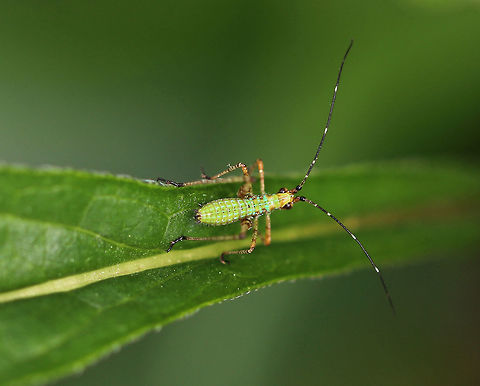 Fork-tailed Bush Katydid Nymph - Scudderia furcata Habitat: There were several nymphs on plants in a rural garden Fork-tailed Bush Katydid,Geotagged,Scudderia,Scudderia furcata,Spring,United States,katydid,katydid nymph,nymph