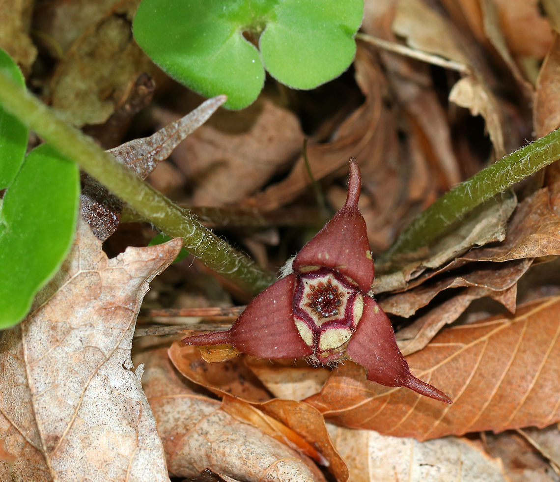 Wild Ginger - Asarum canadense The plants are softly pubescent (aka, very hairy), especially the leaf petiole and flower. The flowers are located at the base of the plant - lying adjacent to the ground. <br />
<br />
The flowers attract small, pollinating flies that emerge from the ground during early spring looking for a thawing carcass to munch on. It&#039;s position on the ground allows it to be readily found by the emerging flies. The color of the flowers are similar to that of decomposing flesh. So, the flies enter the flowers and feast upon the pollen. Some of the pollen attaches to their bodies and is taken with them when they visit the next wild ginger flower. <br />
<br />
Habitat: Deciduous forest Asarum canadense,Canada wild ginger,Geotagged,Spring,United States