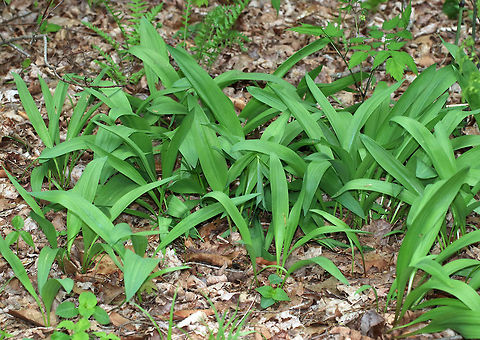 Common Ramps - Allium tricoccum 
Ramps are a highly-prized wild edible that have a funky garlic flavor. They have broad, smooth-edged green leaves that are 10-30 cm long and have parallel veins. Two-three leaves will grow from each white bulb on stalks that are tinged with reddish purple. The bulb has white, stringy roots coming out of it. White flowers emerge on an unbranched, smooth stalk that emerges from the center of the bulb. Eventually, the flowers will produce black seeds.

Habitat: Small cluster of ramps growing in a deciduous forest. 

Ramps are species of special concern in numerous states, and there are regulations on collecting. When foraging is allowed, it is advisable to never collect more than 10% of a patch. Furthermore, taking the entire plant is a really bad idea because ramps are very slow reproducers as they mostly spread through perennial bulb division. You should always strive to leave the bulbs intact, and only collect one leaf per plant. Allium tricoccum,Geotagged,Spring,United States,ramps