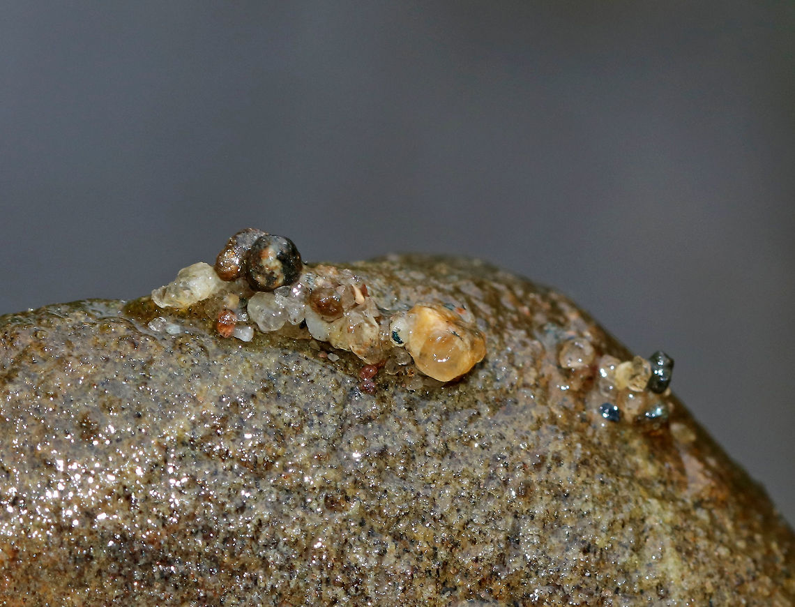 Caddisfly Case - Glossosomatidae I think this case belongs to a caddisfly in the family Glossosomatidae because it was affixed to a rock and had a mixture of small and coarse pebbles.<br />
<br />
Habitat: Shallow, cold, clean river Geotagged,Spring,United States,caddisfly,caddisfly case,case,glossosomatidae