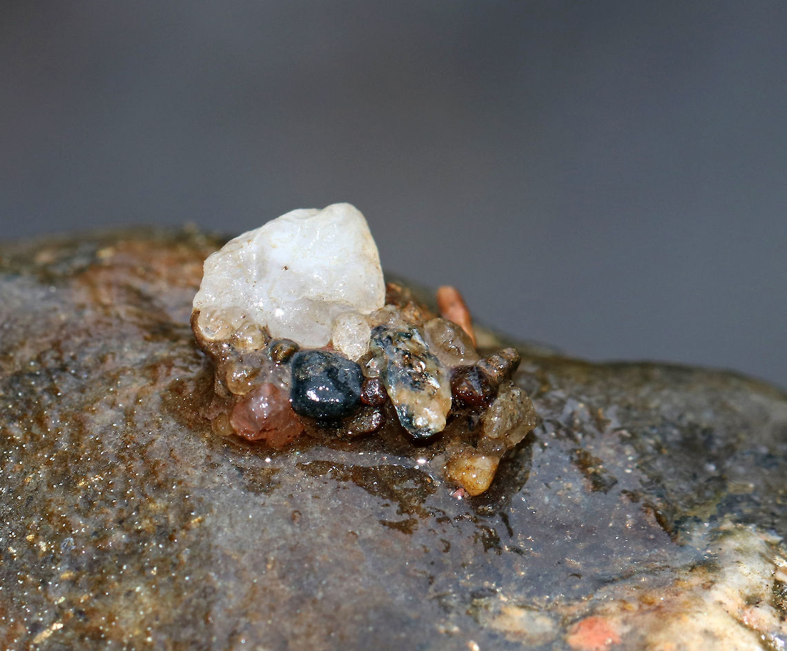 Caddisfly Case - Glossosomatidae <br />
I think this case belongs to a caddisfly in the family Glossosomatidae because it was affixed to a rock and had a mixture of small and coarse pebbles.<br />
<br />
Habitat: Shallow, cold, clean river Caddisfly Case,Geotagged,Glossosomatidae,Spring,United States,caddisfly,case