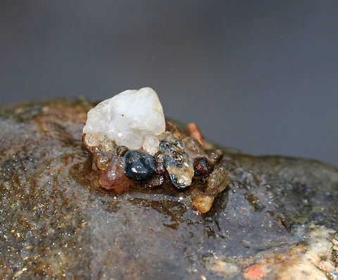 Caddisfly Case - Glossosomatidae 
I think this case belongs to a caddisfly in the family Glossosomatidae because it was affixed to a rock and had a mixture of small and coarse pebbles.

Habitat: Shallow, cold, clean river Caddisfly Case,Geotagged,Glossosomatidae,Spring,United States,caddisfly,case