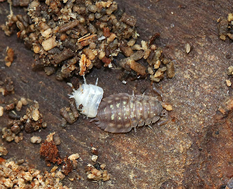 Common Woodlouse (Molted) - Oniscus asellus Back half freshly molted.

Habitat: Under rotting wood Geotagged,Oniscus asellus,Spring,United States,oniscus,woodlouse