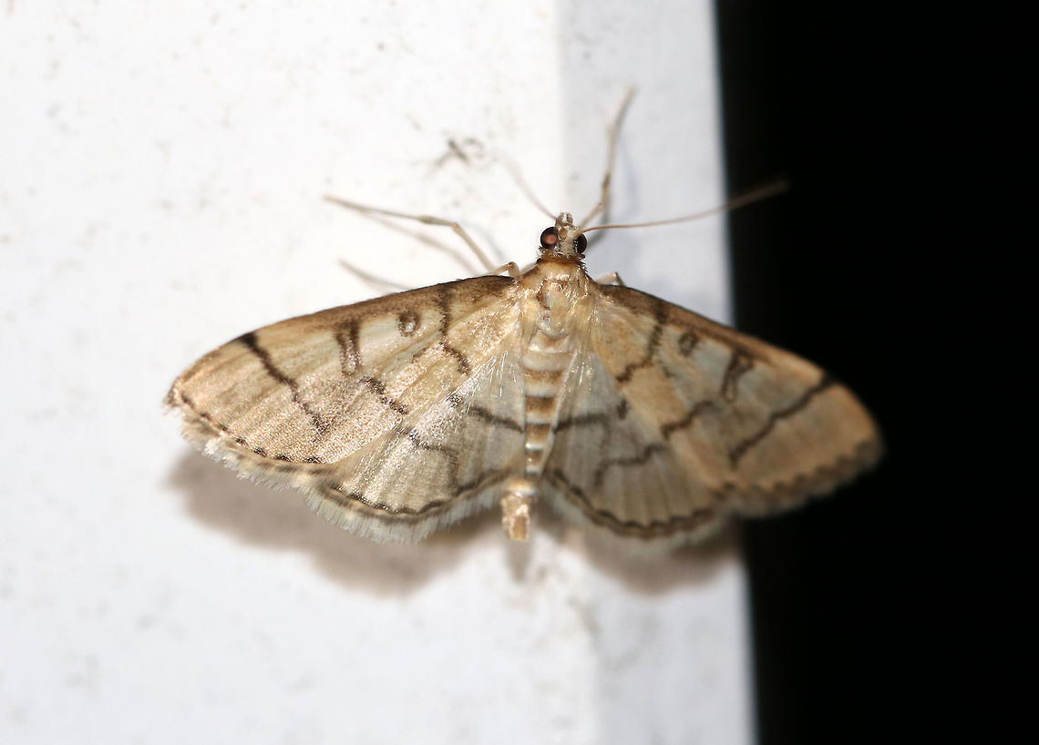 Hollow-spotted Blepharomastix - Blepharomastix ranalis Habitat: Attracted to a light in a semi-rural area Blepharomastix ranalis,Geotagged,Hollow-spotted Blepharomastix Moth,Spring,United States,moth