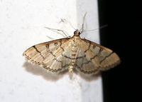Hollow-spotted Blepharomastix - Blepharomastix ranalis Habitat: Attracted to a light in a semi-rural area Blepharomastix ranalis,Geotagged,Hollow-spotted Blepharomastix Moth,Spring,United States,moth