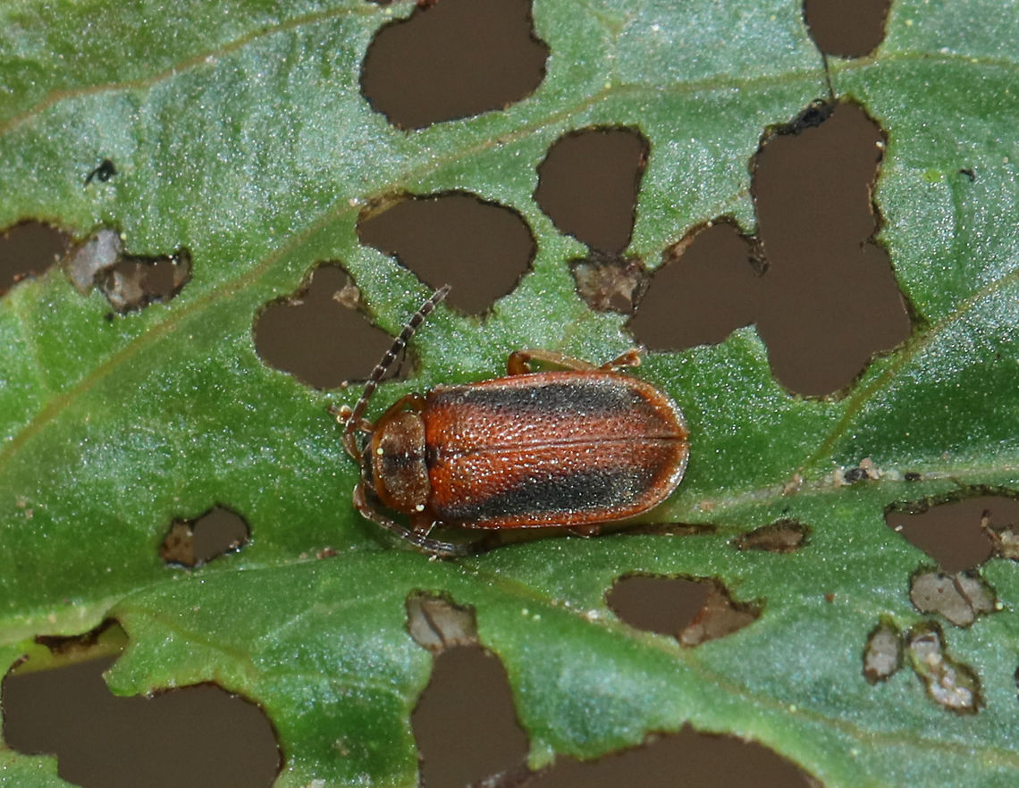 Black-margined Loosestrife Beetle - Neogalerucella calmariensis <br />
A reddish brown beetle with a broad, dark stripe on the thorax. The body has parallel sides, and the elytra was pubescent and had punctations. <br />
<br />
The larvae and adults of this species only feed on purple loosestrife (Lythrum salicaria), which is invasive. The beetles have been introduced in North America as a biological control agent for purple loosestrife.<br />
<br />
Habitat: On vegetation next to a river Black-margined loosestrife beetle,Geotagged,Neogalerucella calmariensis,Spring,United States,beetle