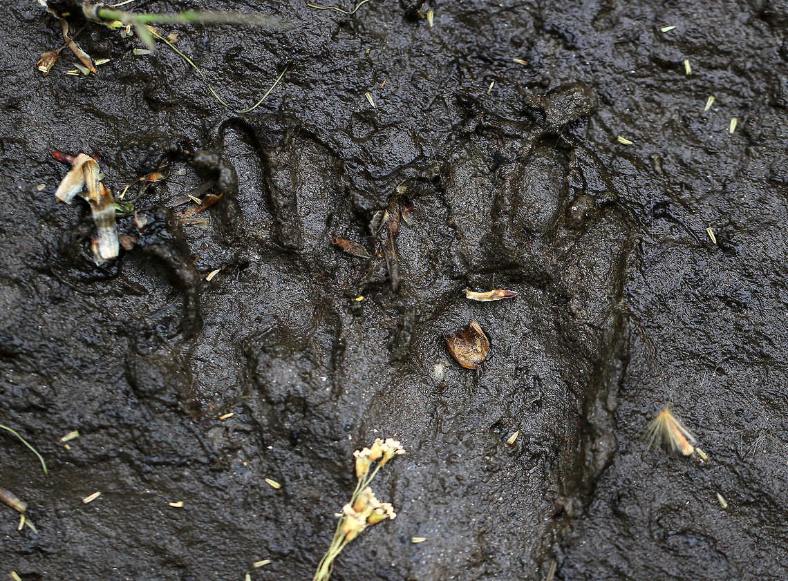 Raccoon Tracks (Procyon lotor) Raccoon tracks - they were 4-6 cm long.<br />
<br />
Habitat: Found next to a river  Geotagged,Procyon lotor,Raccoon Tracks,Spring,United States,tracks