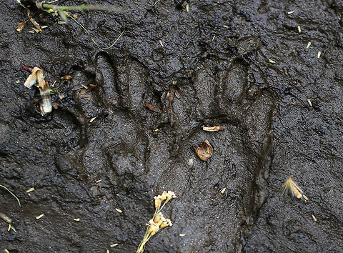 Raccoon Tracks (Procyon lotor) Raccoon tracks - they were 4-6 cm long.
Habitat: Found next to a river  Geotagged,Procyon lotor,Raccoon Tracks,Spring,United States,tracks