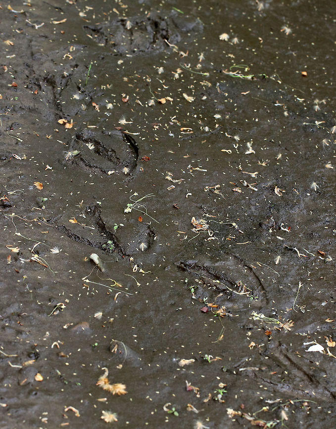 Wild Turkey Tracks - Meleagris gallopavo ~4 inches long with three toes and a faintly registered back toe. This would be a walking gait since the imprints are close together. <br />
<br />
Habitat: Mud near the edge of a river Geotagged,Meleagris,Meleagris gallopavo,Spring,United States,turkey tracks,wild turkey tracks