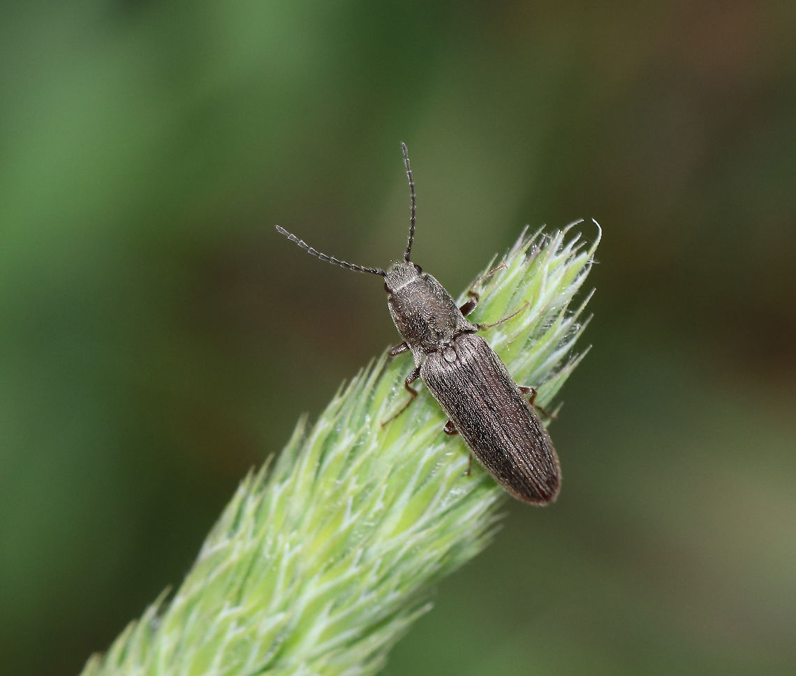 Click Beetle - Hadromorphus inflatus Moderately elongate, blackish beetle densely covered with pale setae. Elytra grooved and punctate. Dark reddish legs and simple claws.<br />
<br />
Habitat: Streamside Geotagged,Hadromorphus,Hadromorphus inflatus,Spring,United States,beetle,click beetle